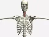 human skeleton