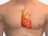 Torso visual depicting non-invasive testing procedures